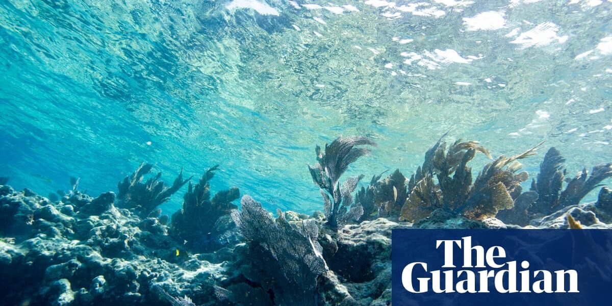 "The global coral reef heat stress monitor has been forced to introduce new alerts as temperatures continue to rise, with some areas experiencing unprecedented levels of heat stress."