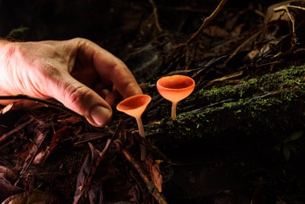 A hand holding a branch with two small orange fungi on it, in the rainforest of Pastaza, Ecuador