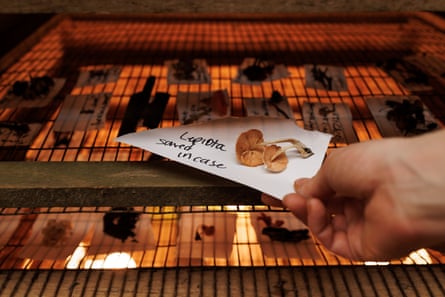 A labelled fungi sample is added to the dehydrator
