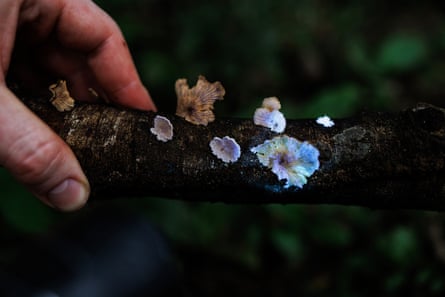 A hand holds up a stick growing Schizophyllum commune fungus that glow in UV light.