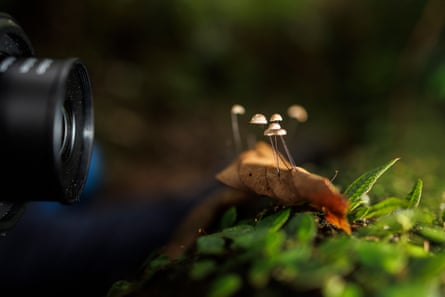 Closeup of a camera lens pointed at a clump of tiny mushrooms