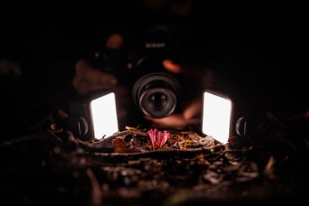 A tiny pink Clavaria cf. schaefferi fungi on the forest floor is illuminated by two lights in front of a camera lens