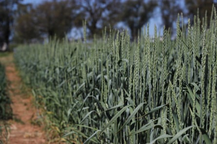 Perennial grain tests grow at the Cowra Agricultural Research and Advisory Station