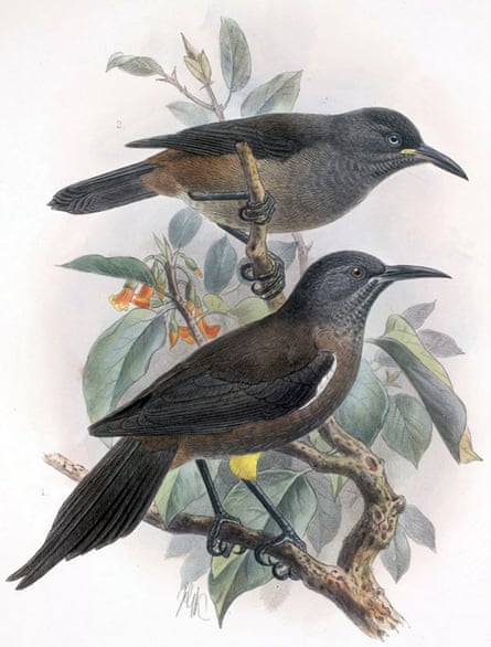 The Kauaʻi ʻōʻō, a small black and yellow bird, was among those officially declared extinct in 2023.