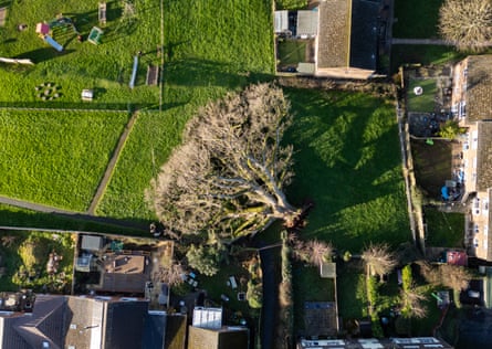 The loss of a beloved oak tree in a Devon village is being mourned like a family bereavement.