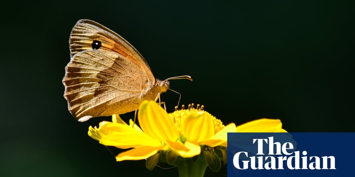 The meadow brown butterfly has adjusted to the effects of rising temperatures by reducing the number of spots on its wings.