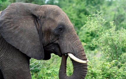 The number of African elephants in the southern region has reached a stable level.