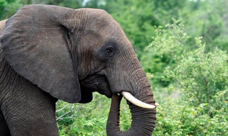 The number of African elephants in the southern region has reached a stable level.