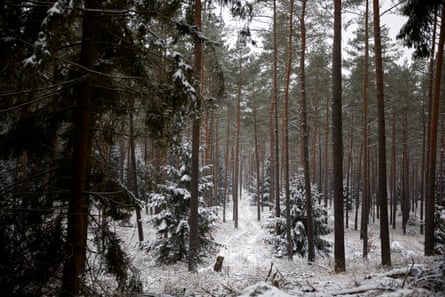 The trunks and lower branches of tall pine trees in a snowy forest