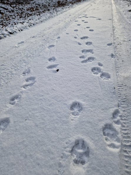Wolf pack tracks in snow on in the Göhrde forest.