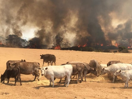 Cows stand in the field with bushfire burning in the background, in Kangaroo Island in January 2020
