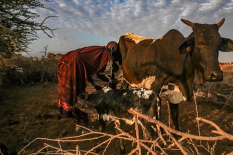 A Maasai women milks a black and white cow by hand while its calf stands nearby