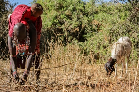A Maasai women with a child on her back tethers a sheep in a grazing area