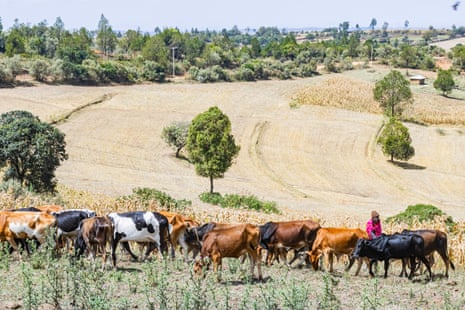 A rancher with a field of cows
