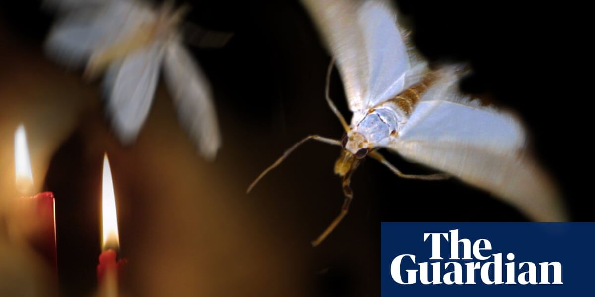 .

What is the reason behind moths being drawn to lights? After years of research, science may have finally found an explanation.