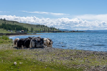 Yak resting along the water near the Hankh village on the north shore of Lake Hovsgol, Mongolia.
