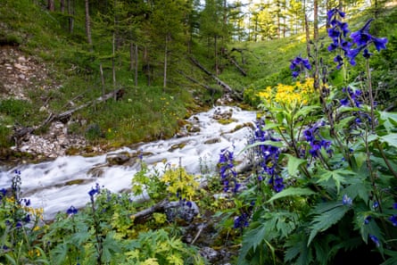 Blue flowers grow in the foreground with a white rushing stream behind them