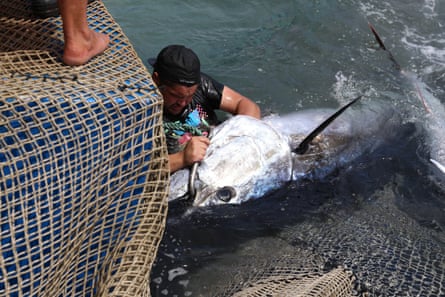 A man sticks a big hook into a tuna fish.