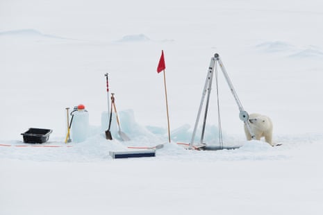 A polar bear explores the research area on an ice floe