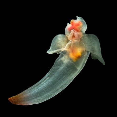 A pelagic sea slug or sea angel (Clione limacina)