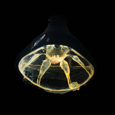 A small jellyfish (Botrynema brucei)