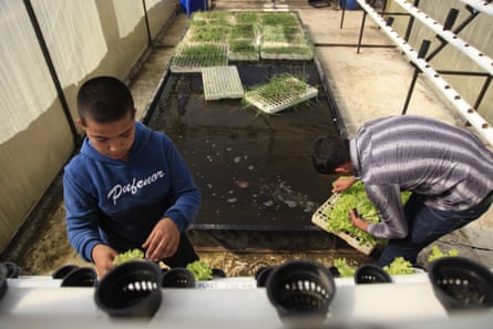 A man and a boy work with trays of plants