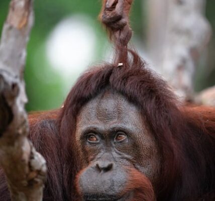 A recent study has discovered that young great apes enjoy provoking and irritating their older counterparts.