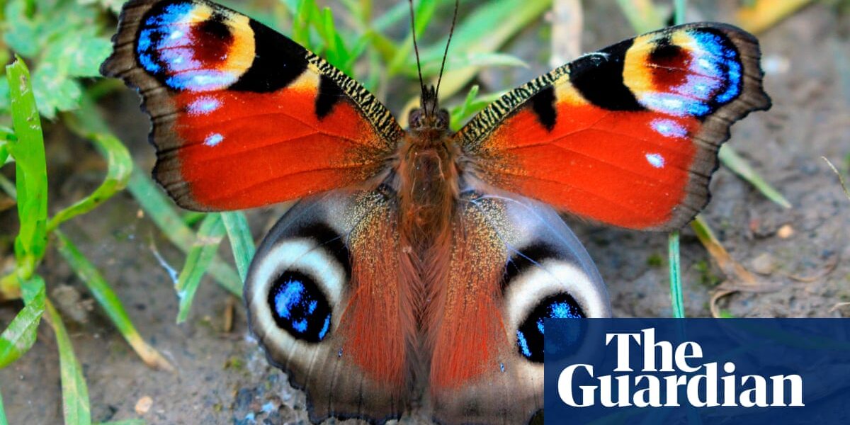 A recent study has uncovered that the genetic makeup of butterflies has remained largely unchanged for the past 250 million years.