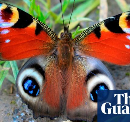 A recent study has uncovered that the genetic makeup of butterflies has remained largely unchanged for the past 250 million years.