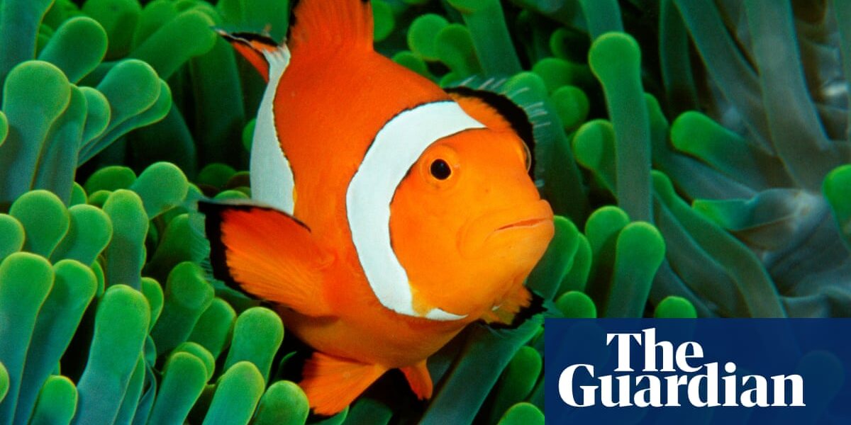 A recent study suggests that clownfish with the name 'Nemo' have the tendency to repel other fish species with similar stripes.