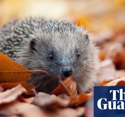 A recent survey has revealed an increase in sightings of hedgehogs in the UK, following a previous decline over the years.