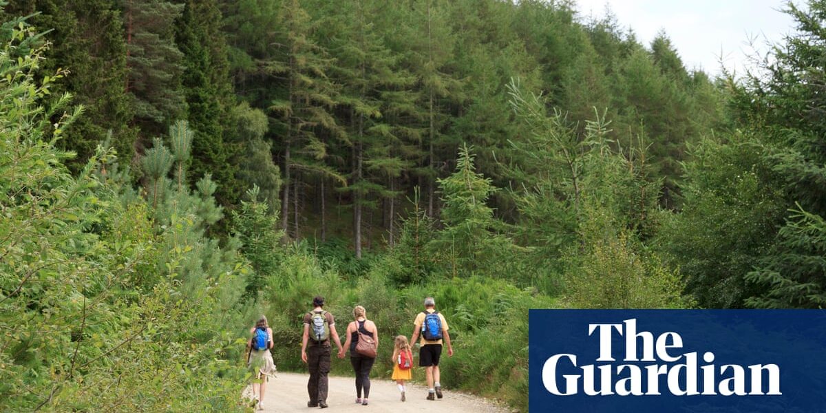 A report is recommending that the government stop providing financial support for the conifer forests in Scotland.