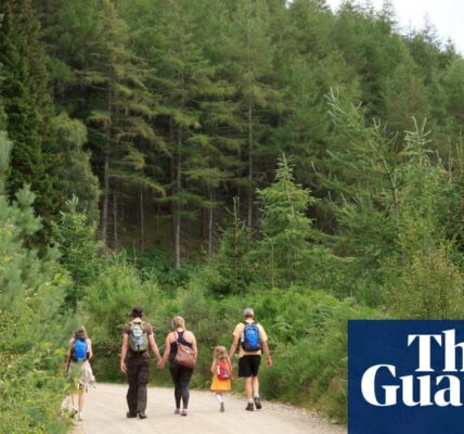 A report is recommending that the government stop providing financial support for the conifer forests in Scotland.