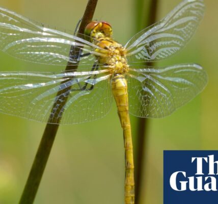 According to scientists, the Norfolk hawker dragonfly is no longer considered an endangered species.