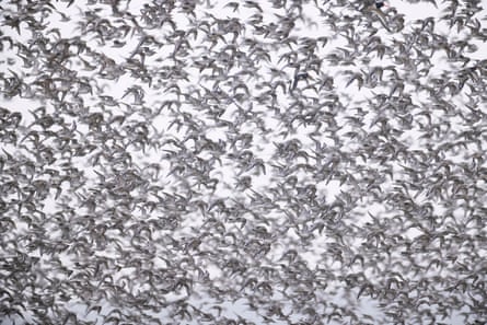 Thousands of birds in flight in the sky