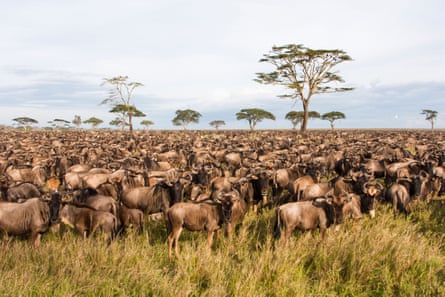 Wildebeest on migration across the Maasai Mara.