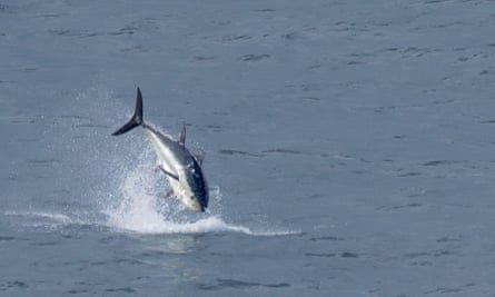 An Atlantic bluefin tuna diving out of the water. 
