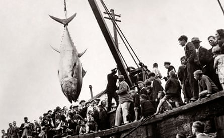 A vintage postcard featuring a tunny fish or bluefin tuna hoisted above a crowd on the quayside at Scarborough, circa 1938
