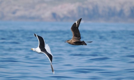 Conservationists warn that the number of seabirds in the UK is rapidly declining due to an outbreak of bird flu. This decline is considered to be "catastrophic."