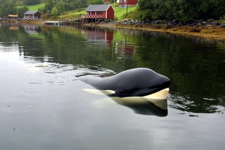 An orca in a calm inlet with its head out of the water