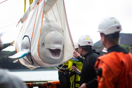A grey-white dolphin-like whale suspended in a cradle as workers in hard hats stand by