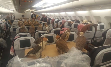 Birds sit on planks across the middle aisle of seats on an airplane