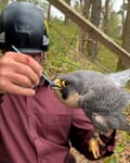 A man wearing a helmet holds a peregrine in one hand and inserts a a long plastic swab into the beak of the peregrine with the other