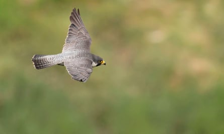 An adult peregrine falcon in flight.
