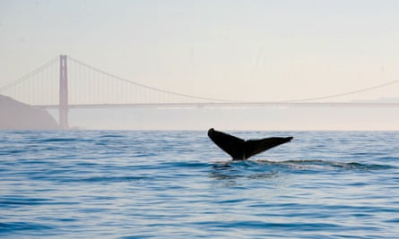 ‘It shames us if we don’t go see them’: a whale in front of the Golden Gate Bridge.