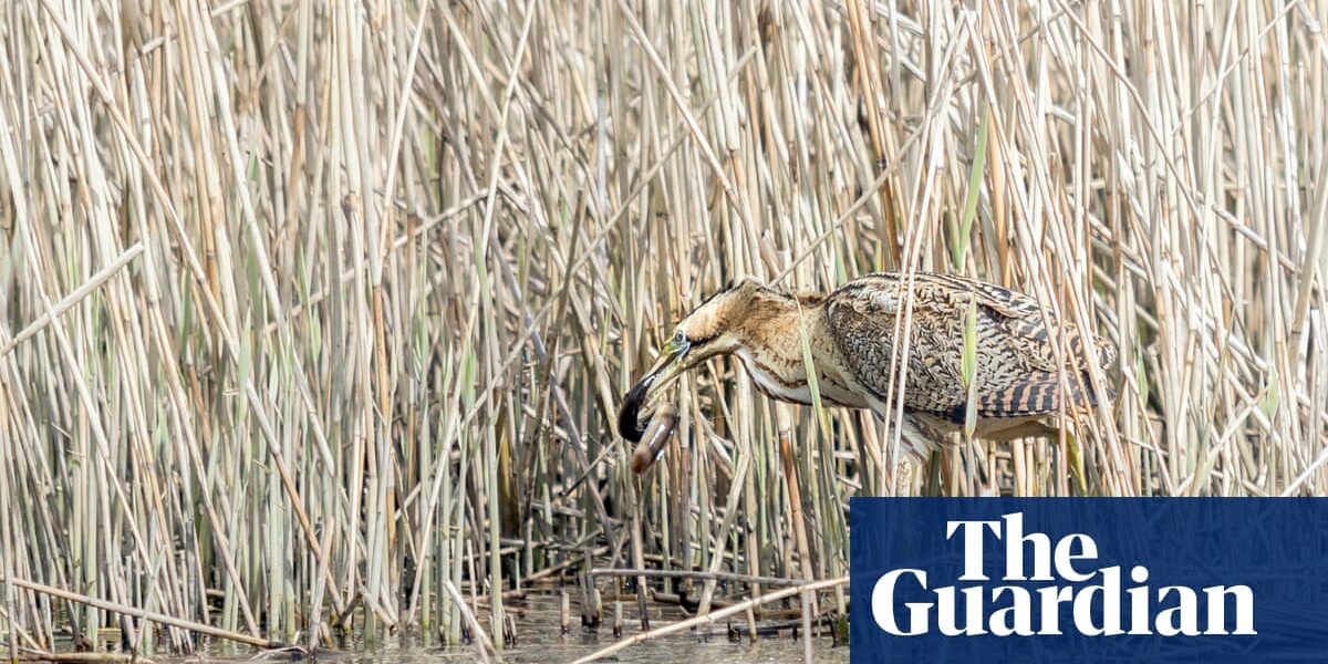 Journal entry: In the peace and quiet, a bittern hides | Written by Jim Perrin