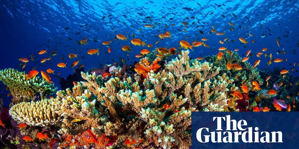 Labor informs Unesco that Australia is making progress towards meeting necessary climate targets to safeguard the Great Barrier Reef.