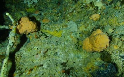 The assertion that the world has already experienced a temperature increase of 1.7C is surrounded by controversy, with some citing evidence from ancient sea sponges.