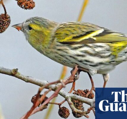 The chilling melody of the siskin resounds through the frosty atmosphere in the countryside, according to Mark Cocker's journal entry.