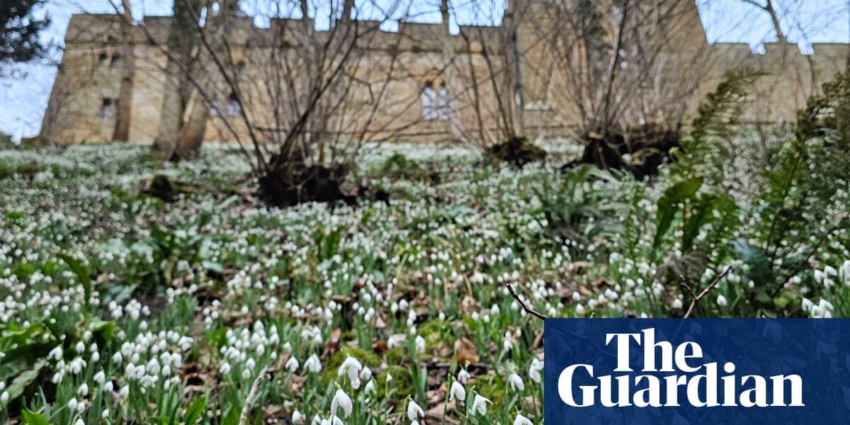 The country's journal entry for today is about the delicate snowdrops cascading down the tall castle walls, as observed by Susie White.